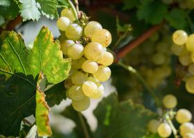 Weintrauben vom Weingut Kranixfeld Kranixfeld-Aug-2020-©-Wolf-Wieser-Fotoworkx-559_JPEG-sRGB-1600px-Webausgabe